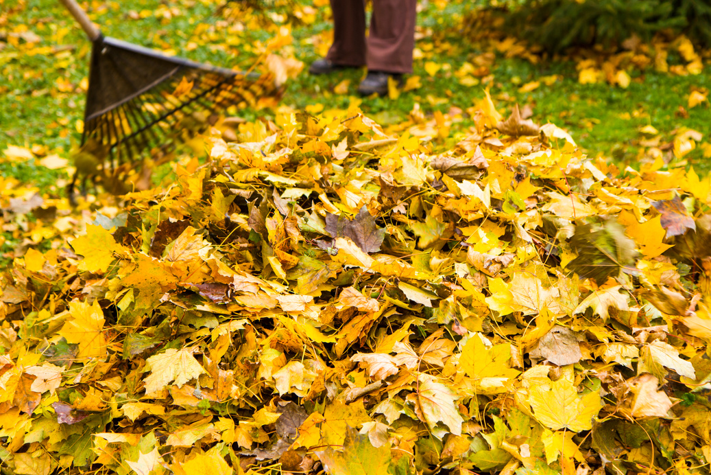 Raking Leaves for Fall Cleanup